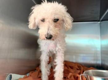 Keyla -  Poodle and Mixed Breed Dog for Adoption - Keyla | PetCurious