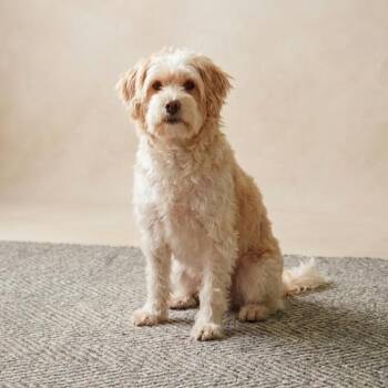 Clementine -  Terrier and Poodle Dog for Adoption in Eustis, Florida - Clementine | PetCurious