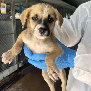Sherbet -  Shepherd Dog for Adoption in Edinburg, Texas - Sherbet | PetCurious