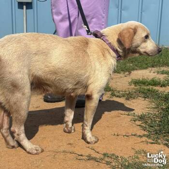Spunky -  Labrador Retriever Dog for Adoption in Washington, District Of Columbia - Spunky | PetCurious