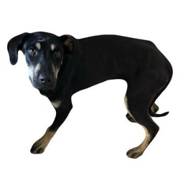 Alley -  Doberman Pinscher Dog for Adoption in Red Bluff, California - Alley | PetCurious