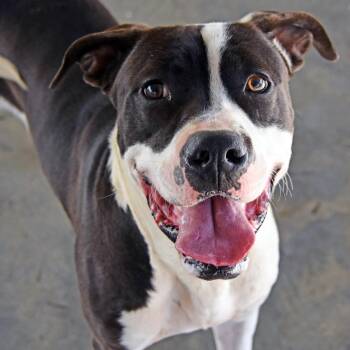 Rescue American Bulldog Dogs for Adoption in Columbus, North Carolina - Brady | PetCurious