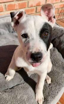 Rescue Pit Bull Terrier and Husky Dogs for Adoption in San Diego, California - Dixy | PetCurious