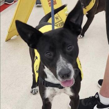 Australian Cattle Dog Blue Heeler Dogs Available for Adoption in Tullahoma, Tennessee - Tony | PetCurious