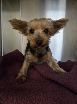 Rescue Yorkshire Terrier Dogs for Adoption in Malvern, Pennsylvania - Nova | PetCurious