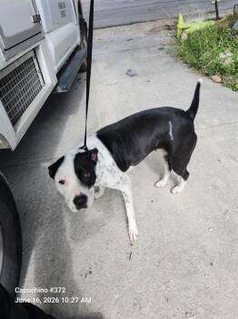 ODELIA -  American Staffordshire Terrier Dog for Adoption in San Antonio, Texas - ODELIA | PetCurious