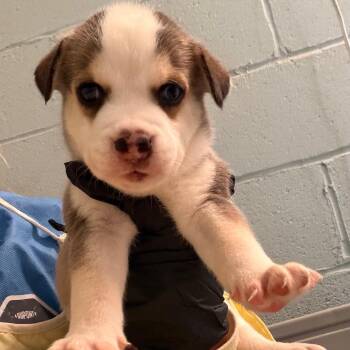 Hollis  0475 -  Husky and Mixed Breed Dog for Adoption in Loxahatchee Groves, Florida - Hollis  0475 | PetCurious