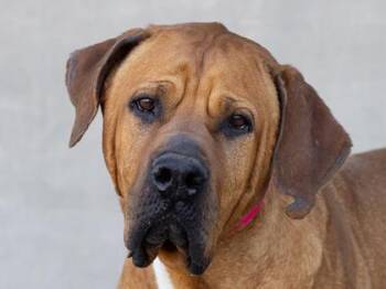Ruth -  Mixed Breed Dog Available for Adoption in Longmont, Colorado - Ruth | PetCurious