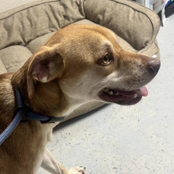 Zero -  Mixed Breed Dog for Adoption in Uniontown, Pennsylvania - Zero | PetCurious