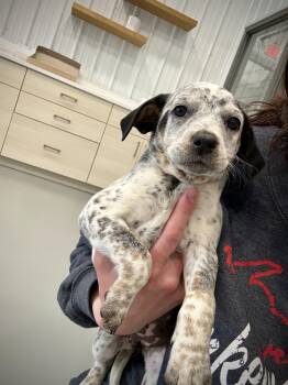 Cattle Dog and Beagle Dogs Available for Adoption in Kalamazoo, Michigan - Freckles | PetCurious