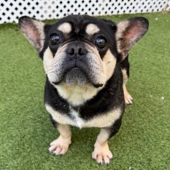 French Bulldog Dogs Available for Adoption - Chunk 6900 | PetCurious