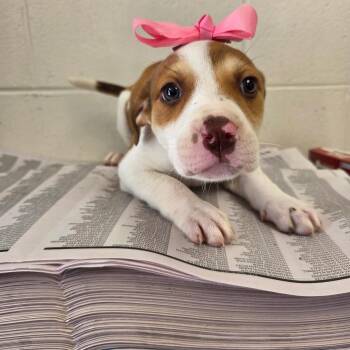 Boxer and Husky Dogs Available for Adoption in Huntsville, Alabama - Amber | PetCurious