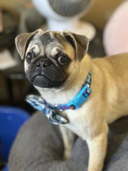 Rescue Pug Dogs for Adoption in Wildomar, California - Noodle | PetCurious
