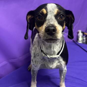 Tilaka -  Bluetick Coonhound and Mixed Breed Dog for Adoption in North Myrtle Beach, South Carolina - Tilaka | PetCurious