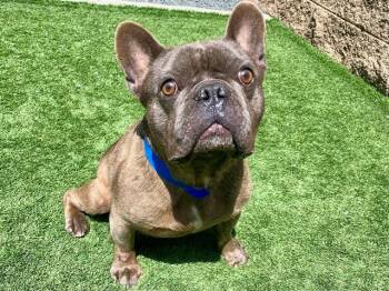 French Bulldog and Mixed Breed Dogs Available for Adoption in Moreno Valley, California - FRANFURTER | PetCurious