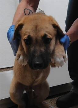 BEAU -  German Shepherd Dog and Mixed Breed Dog for Adoption in Albuquerque, New Mexico - BEAU | PetCurious