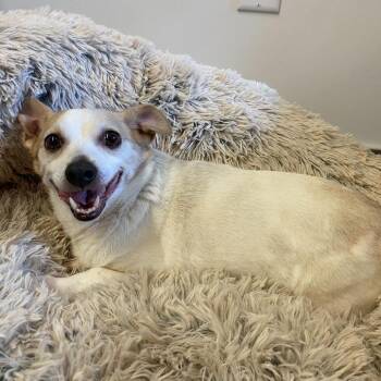 Moo 13398 -  Corgi and Chihuahua Dog for Adoption in San Francisco, California - Moo 13398 | PetCurious