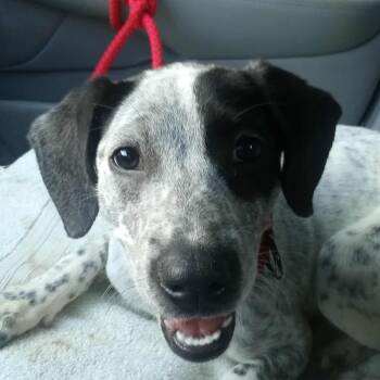 Rescue Australian Cattle Dog Blue Heeler Dogs for Adoption in Wantagh, New York - Dakota | PetCurious