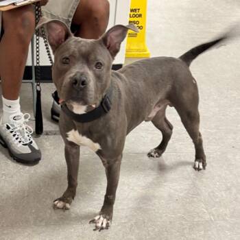Sneaky Dax -  Mixed Breed Dog for Adoption in Philadelphia, Pennsylvania - Sneaky Dax | PetCurious