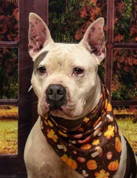 Rescue American Bulldog Dogs for Adoption in Sanford, Florida - Ricky | PetCurious