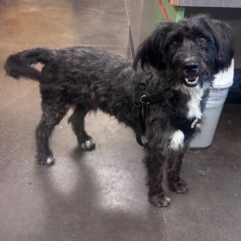 Kingsford -  Poodle and Mixed Breed Dog for Adoption in Norman, Oklahoma - Kingsford | PetCurious