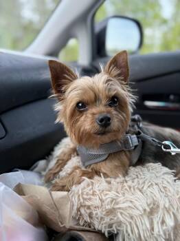 Yorkshire Terrier Dogs Available for Adoption in Youngsville, North Carolina - Bella | PetCurious