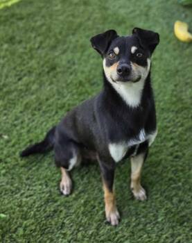 Bronze -  Chihuahua and Miniature Pinscher Dog for Adoption in Lakeland, Florida - Bronze | PetCurious