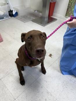 Rescue Terrier and Mixed Breed Dogs for Adoption in San Antonio, Texas - Jasper | PetCurious