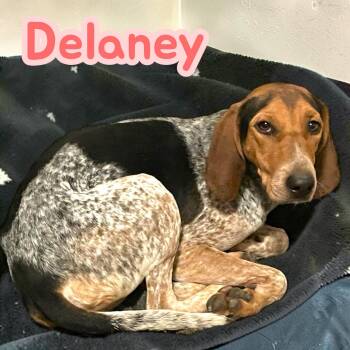 Delaney - Gentle Sweetheart, Excellent Family Dog. Leash & House -  Hound Dog for Adoption in Chuckey, Tennessee - Delaney - Gentle Sweetheart, Excellent Family Dog. Leash & House | PetCurious