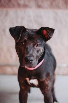 Hound and Mixed Breed Dogs Available for Adoption in North Charleston, South Carolina - 3479b Mila | PetCurious
