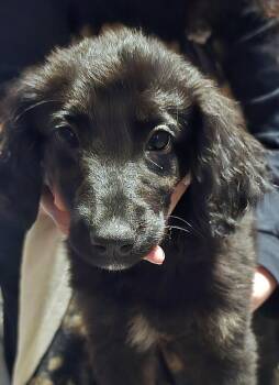 Labrador Retriever and Australian Shepherd Dogs Available for Adoption in Bloomsdale, Missouri - Carmen | PetCurious