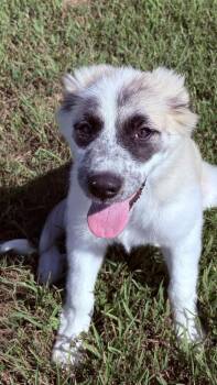 Lexi -  Great Pyrenees Dog for Adoption in Dickson, Tennessee - Lexi | PetCurious