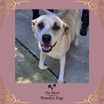 Starburst -  American Staffordshire Terrier and Terrier Dog for Adoption in Cumberland, Rhode Island - Starburst | PetCurious