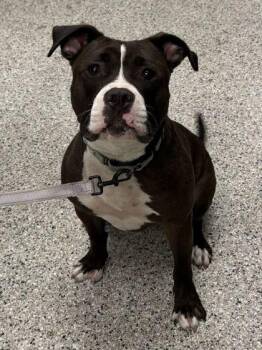 Marlo -  Pit Bull Terrier and Mixed Breed Dog for Adoption in Kansas City, Missouri - Marlo | PetCurious