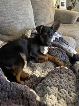 Jellybean -  Miniature Pinscher and Chihuahua Dog for Adoption in Holly Springs, North Carolina - Jellybean | PetCurious