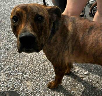 Rescue Pit Bull Terrier Dogs for Adoption in Evansville, Indiana - Aiko | PetCurious