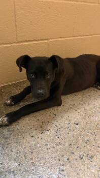 Labrador Retriever and Mixed Breed Dogs Available for Adoption - Kehlani | PetCurious