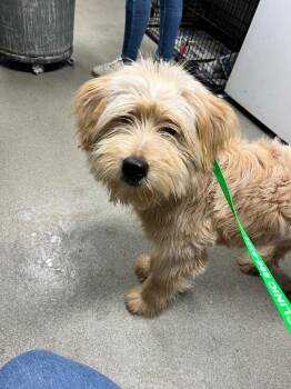 Poodle Dogs Available for Adoption in Hopkinsville, Kentucky - Nala | PetCurious