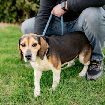 Beagle Dogs Available for Adoption in Chester Springs, Pennsylvania - Buck | PetCurious