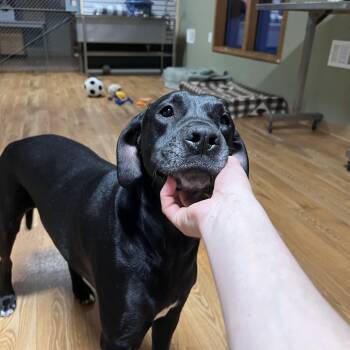 Black Labrador Retriever and Great Dane Dogs Available for Adoption in Bellaire, Michigan - Rocky | PetCurious
