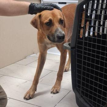 Rusty -  Hound Dog for Adoption in Lufkin, Texas - Rusty | PetCurious