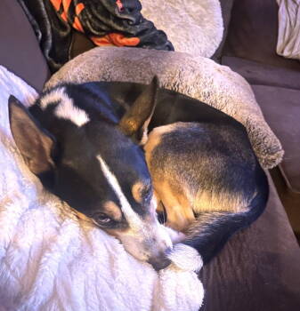 Rescue Australian Kelpie and Husky Dogs for Adoption in Chandler, Arizona - BUDDY | PetCurious