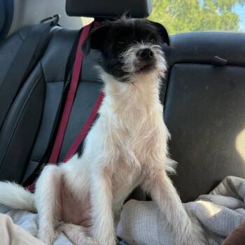 Charmer -  Terrier Dog for Adoption in Aberdeen, North Carolina - Charmer | PetCurious