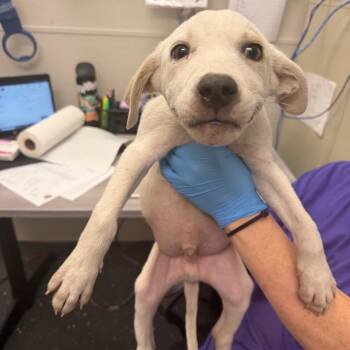 Ketchup -  Mixed Breed Dog for Adoption in Columbiana, Alabama - Ketchup | PetCurious