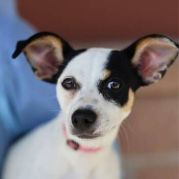 Miss Princess Penelope Bubblegum -  Chihuahua and Mixed Breed Dog for Adoption in San Antonio, Texas - Miss Princess Penelope Bubblegum | PetCurious