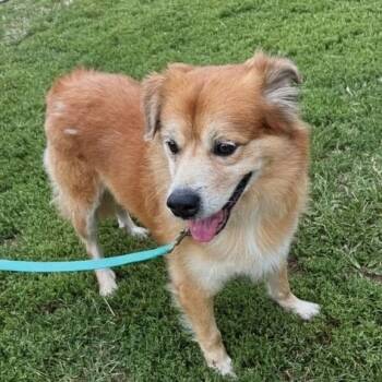 Bebo -  Chow Chow and Golden Retriever Dog for Adoption in Baldwin, Maryland - Bebo | PetCurious