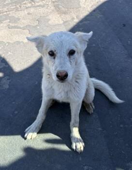 Duchess Cas the 2nd -  Husky and German Shepherd Dog Dog for Adoption in Fresno, California - Duchess Cas The 2nd | PetCurious