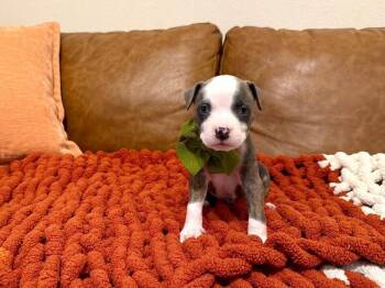 Monkey Love Bug -  Pit Bull Terrier and Staffordshire Bull Terrier Dog for Adoption in Friendswood, Texas - Monkey Love Bug | PetCurious