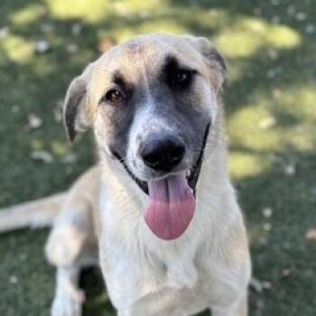Nora -  Anatolian Shepherd Dog for Adoption in Red Bluff, California - Nora | PetCurious