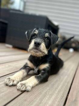 Rescue Chihuahua and Dachshund Dogs for Adoption in Saugus, Massachusetts - Pumpernickel Bagel | PetCurious